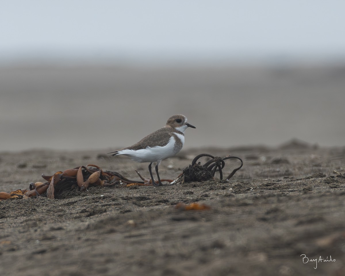 Two-banded Plover - ML573545241