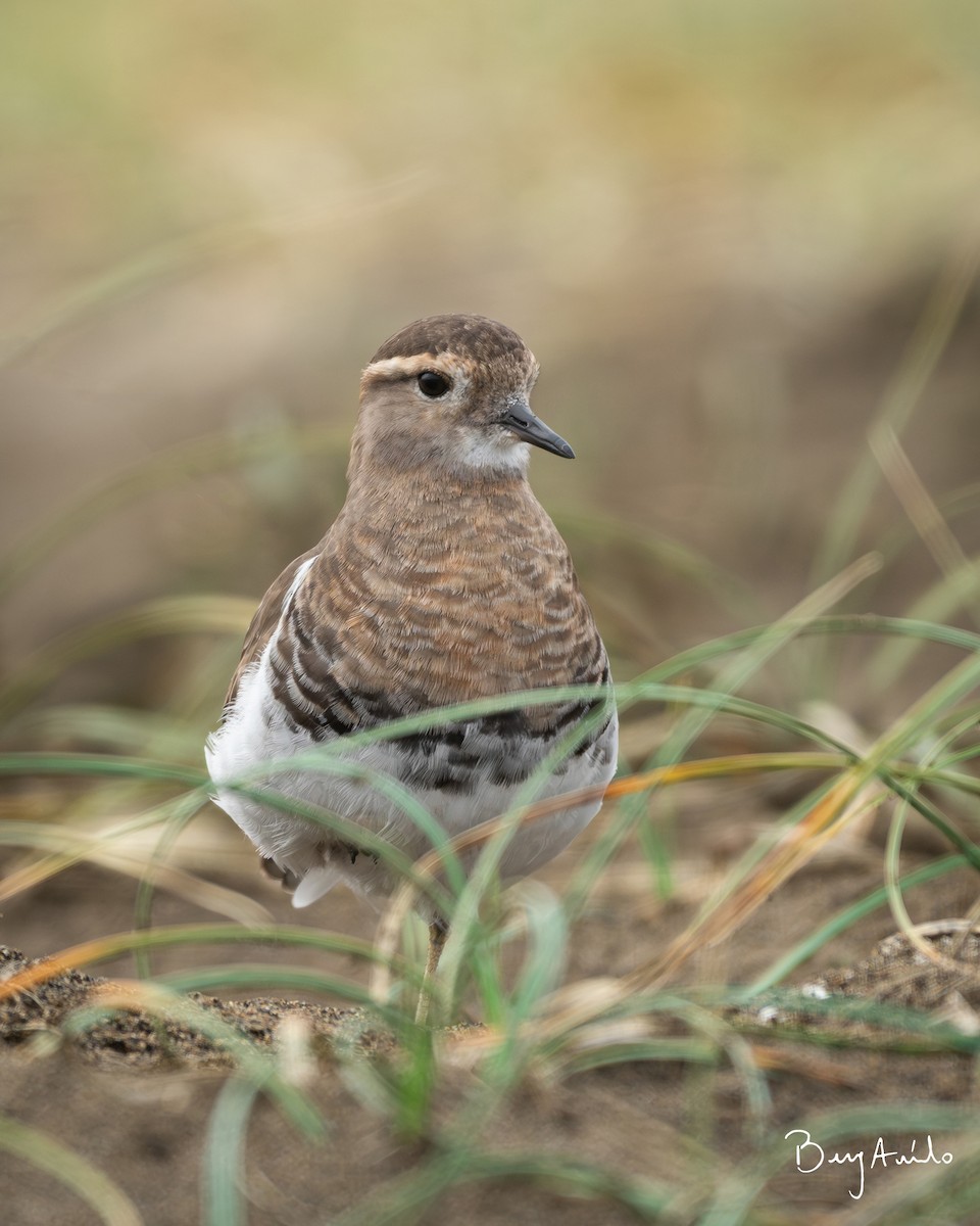 Rufous-chested Dotterel - ML573545301