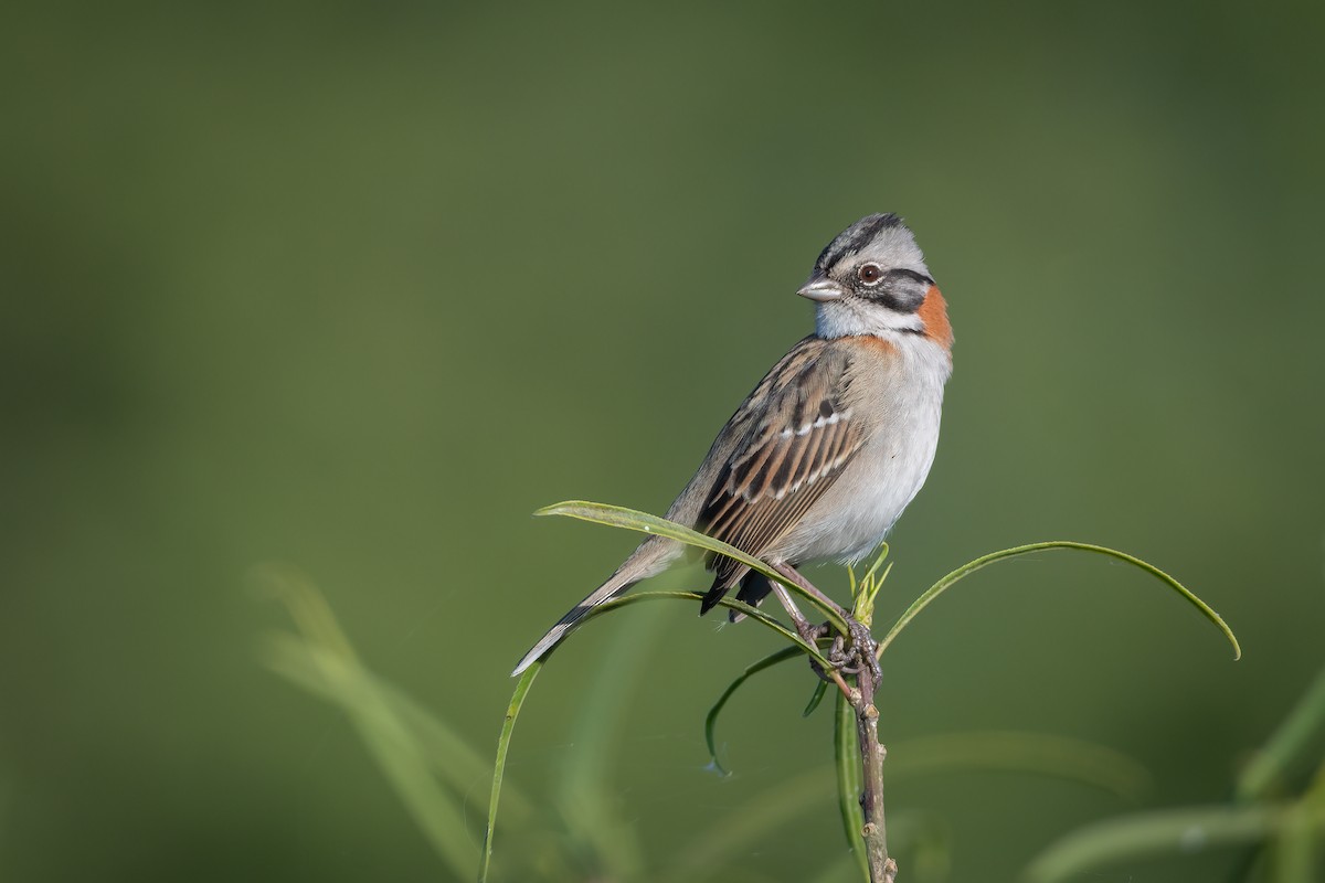 Rufous-collared Sparrow - ML573546571