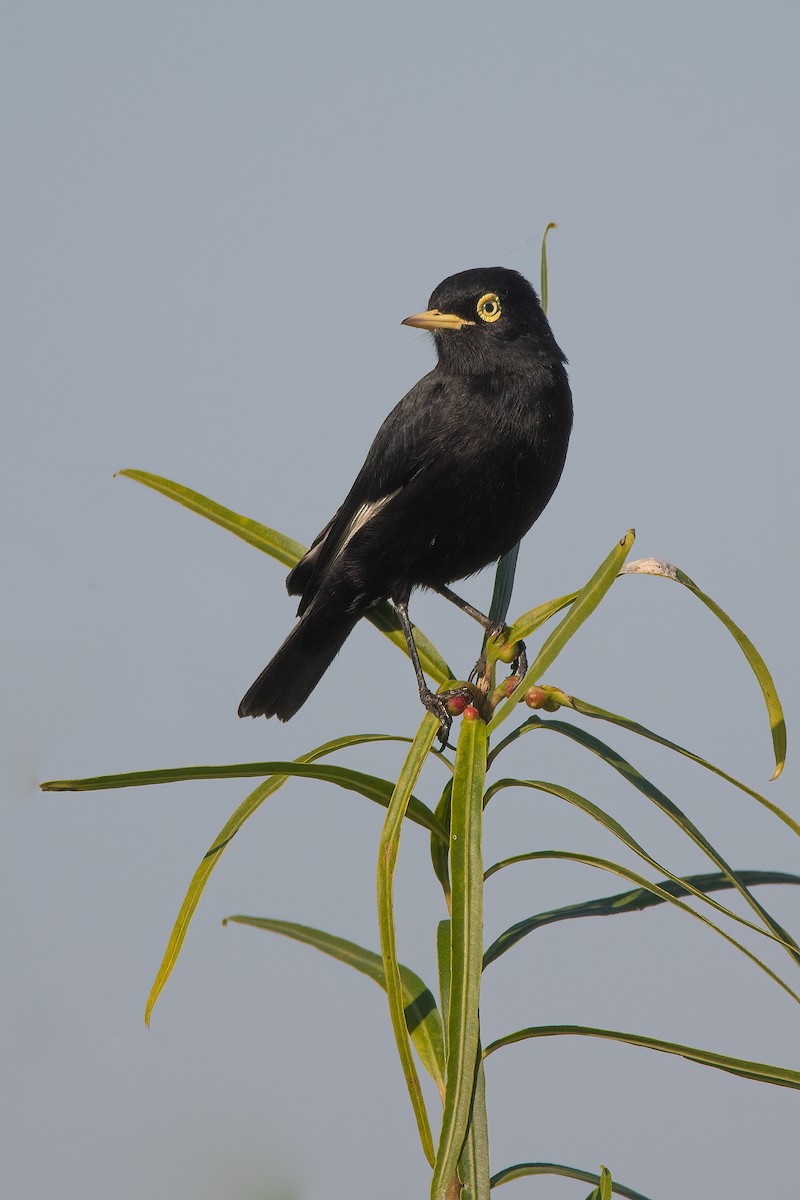 Spectacled Tyrant - ML573546681