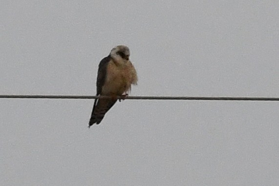 Red-footed Falcon - ML573547741