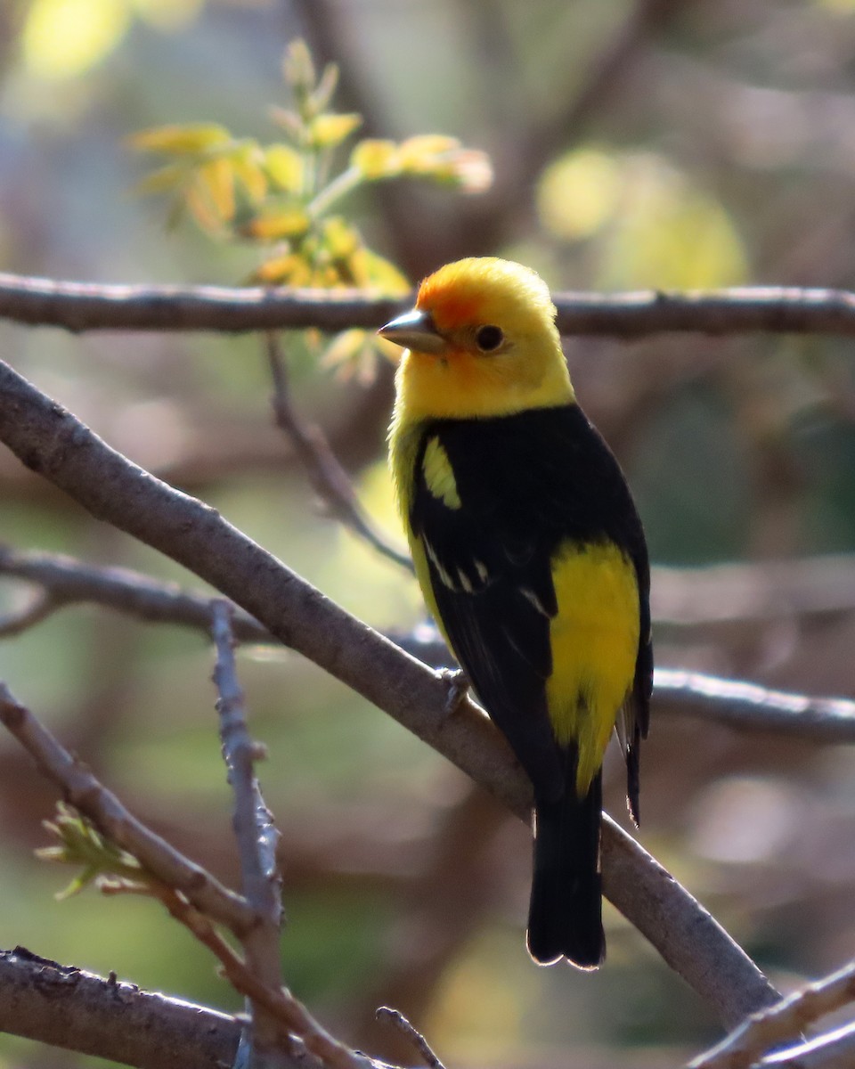 Western Tanager - ML573550021