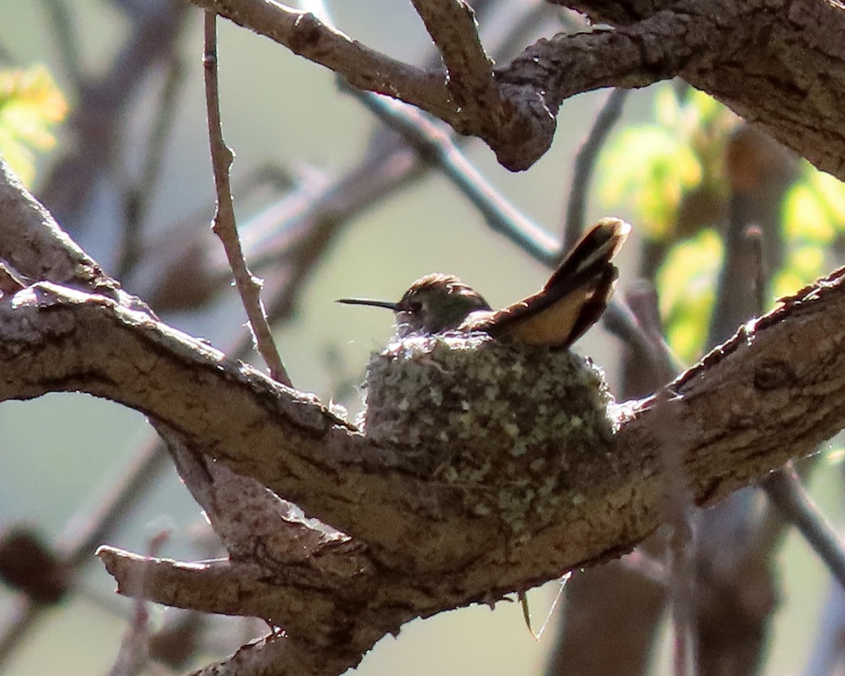 Broad-tailed Hummingbird - ML573550481