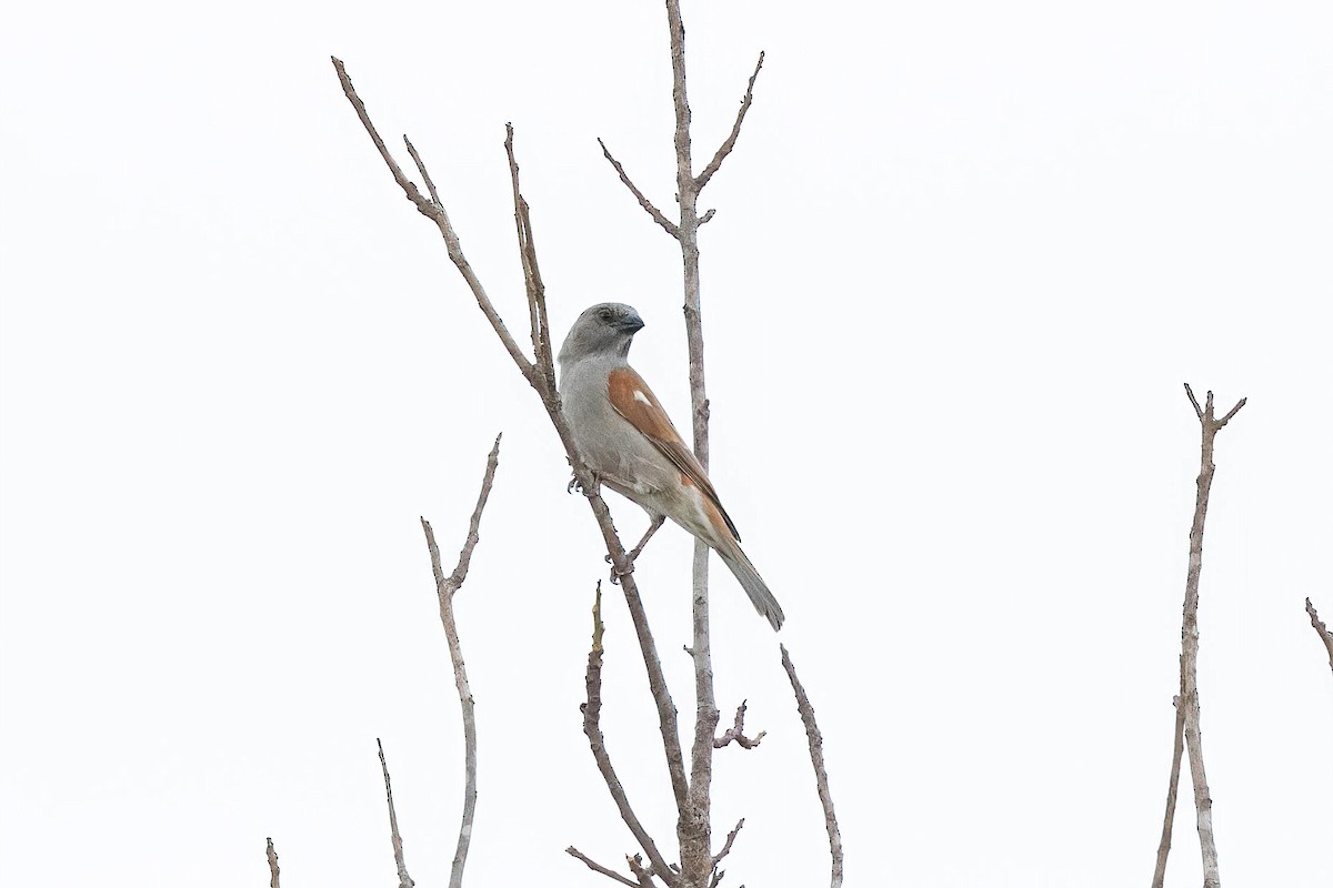 Parrot-billed Sparrow - Thibaud Aronson