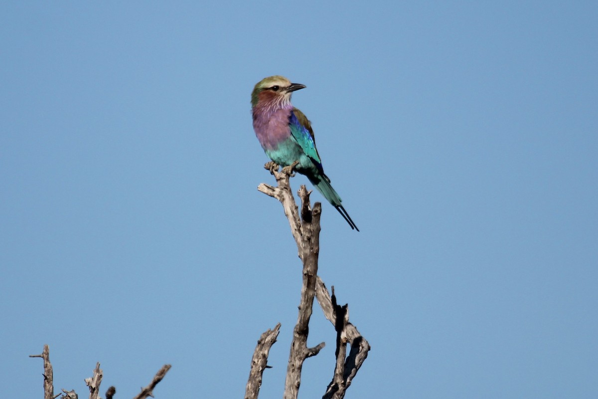 Lilac-breasted Roller (Lilac-breasted) - ML573554561