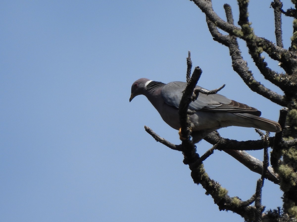 Band-tailed Pigeon - ML573557811