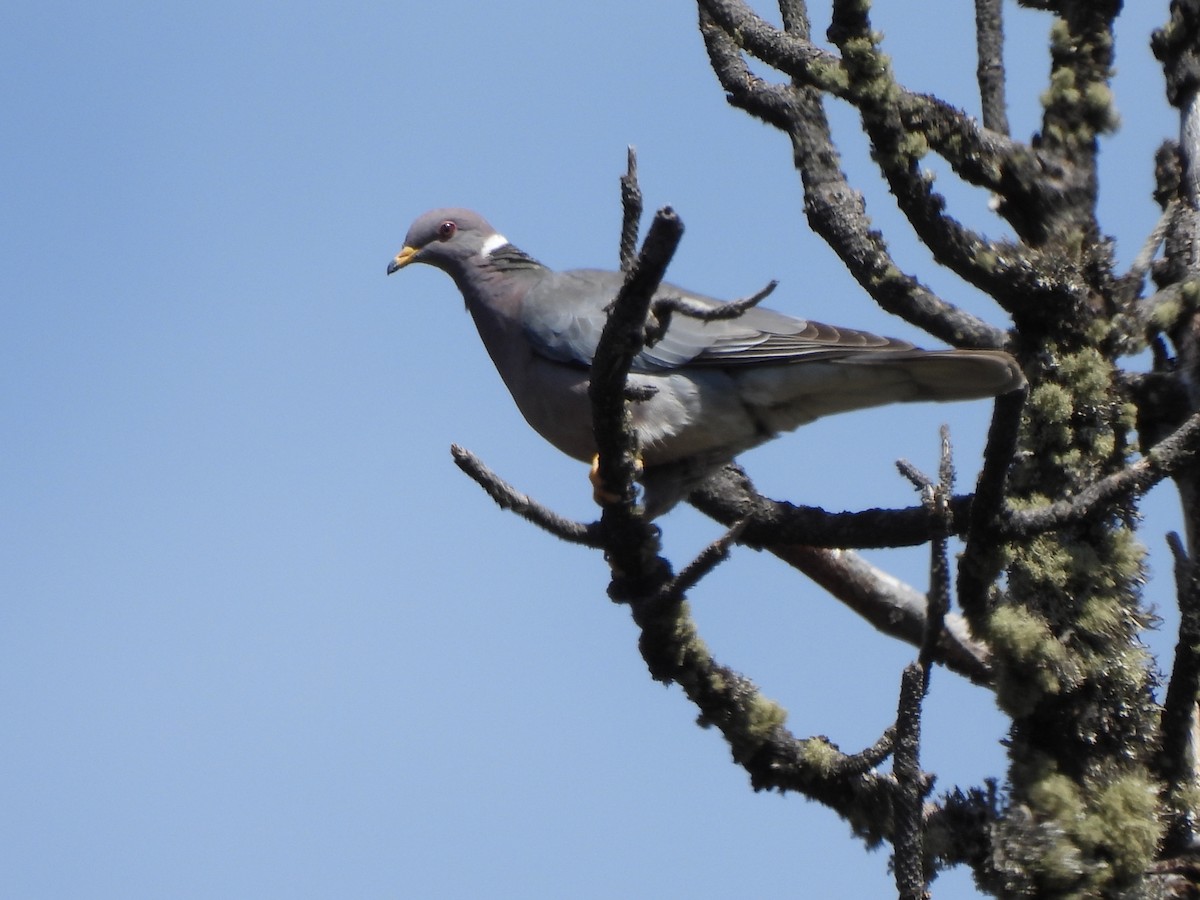 Band-tailed Pigeon - ML573558141