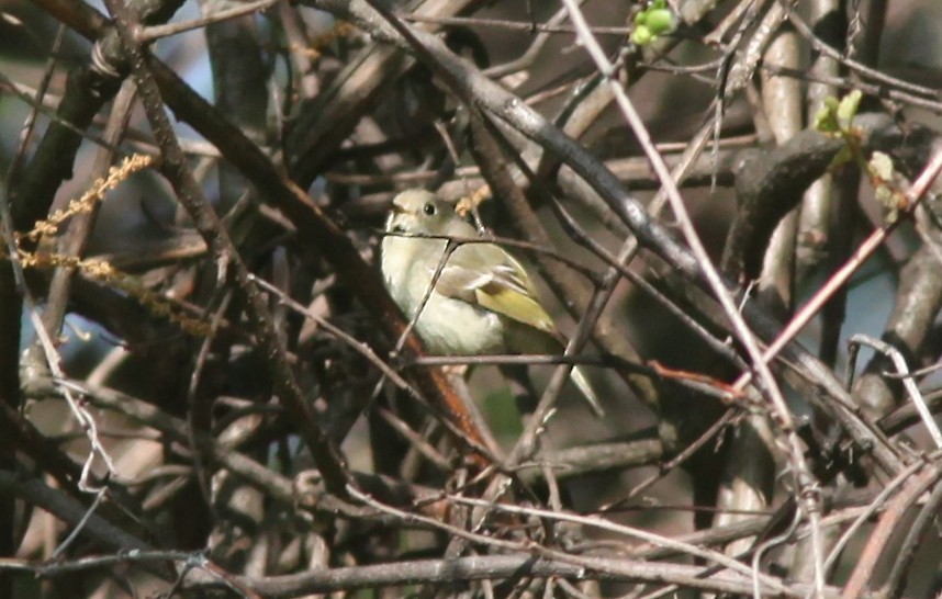 Ruby-crowned Kinglet - Tom Smith