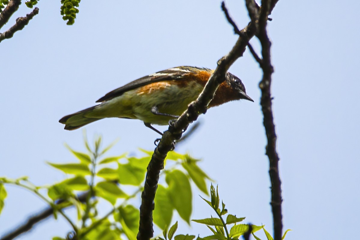 Bay-breasted Warbler - ML573558871