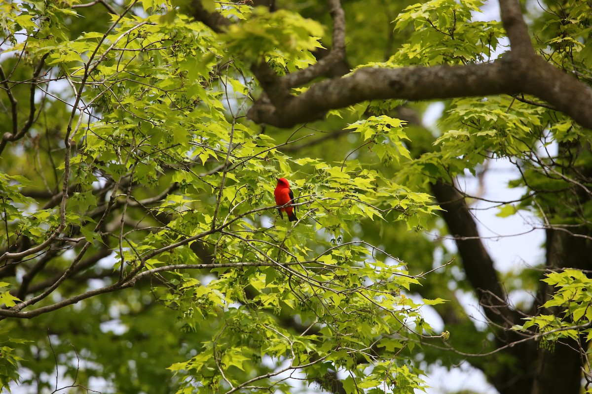 Scarlet Tanager - ML573558981