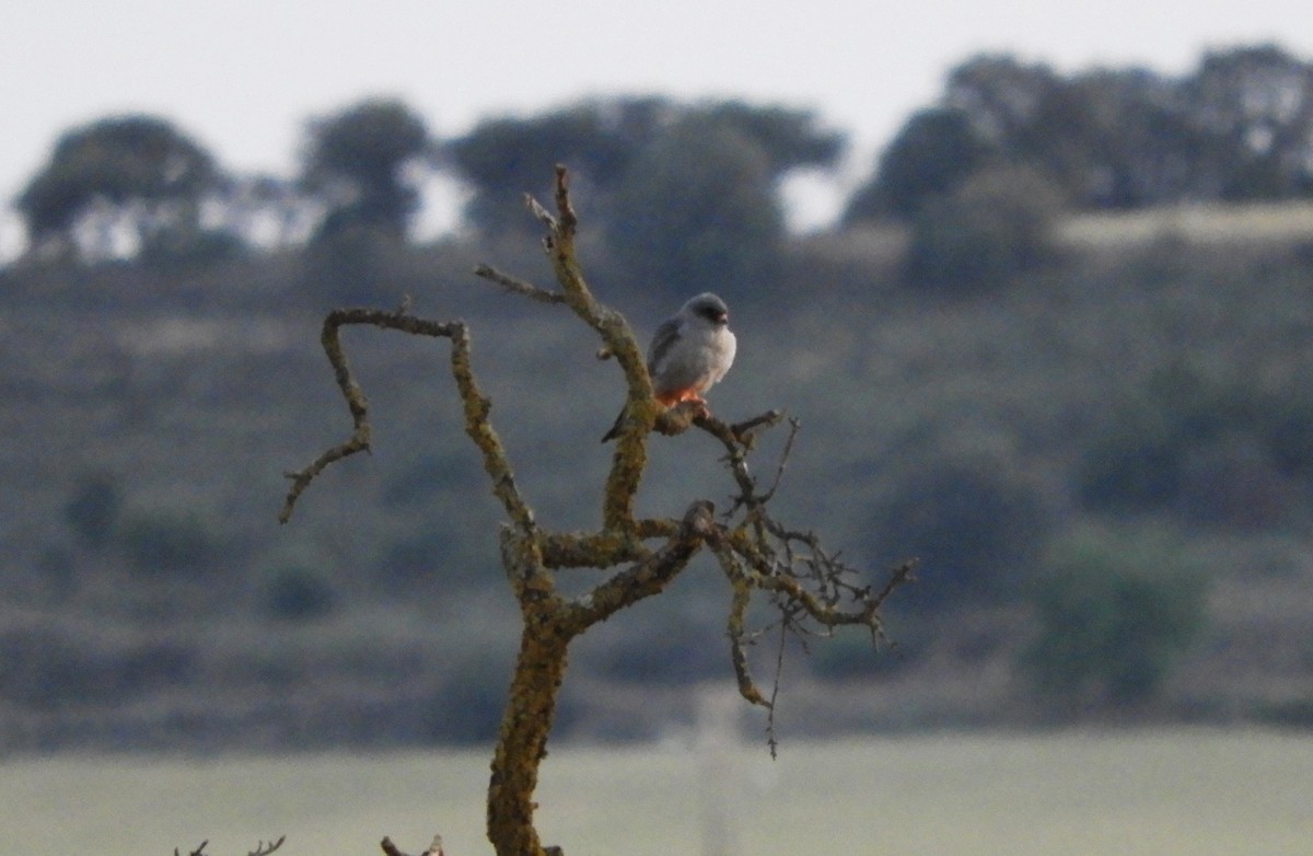 Red-footed Falcon - ML573564251