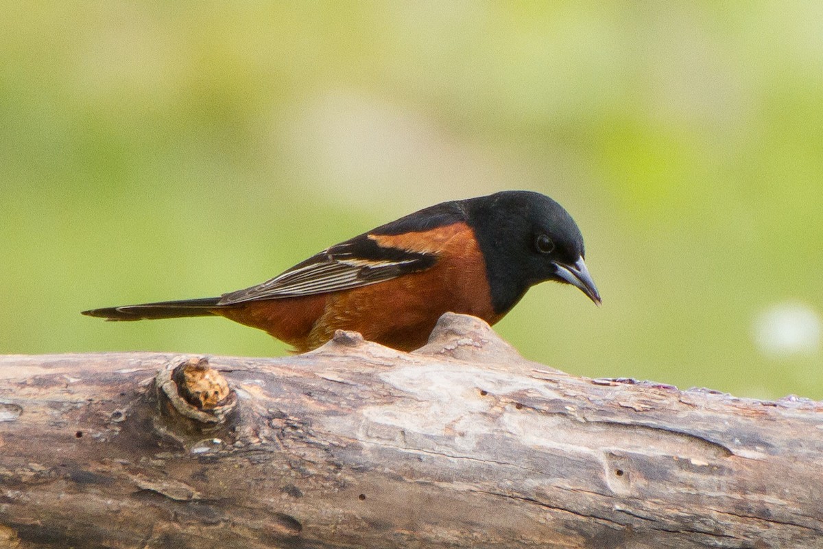 Orchard Oriole - ML573576091