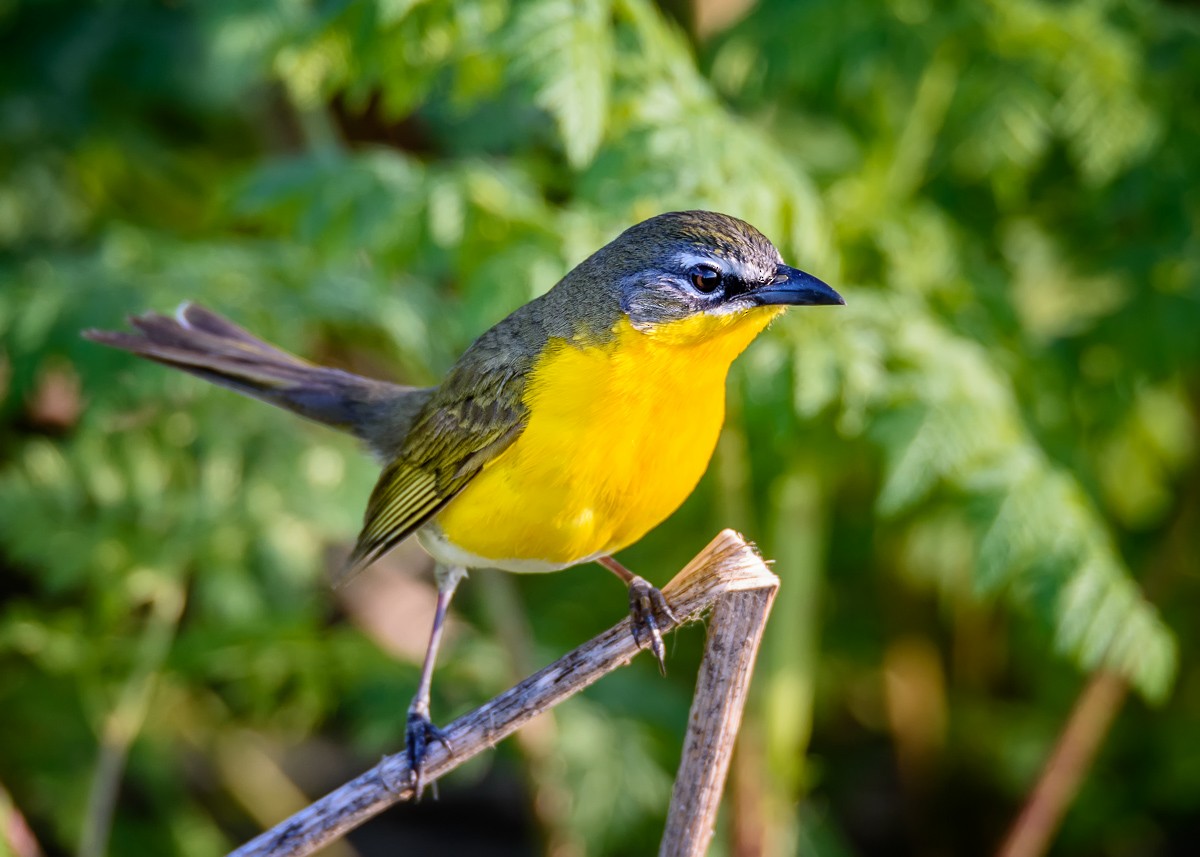 Yellow-breasted Chat ML57357631