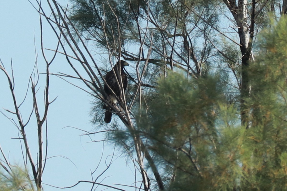 Harris's Hawk - ML573583291