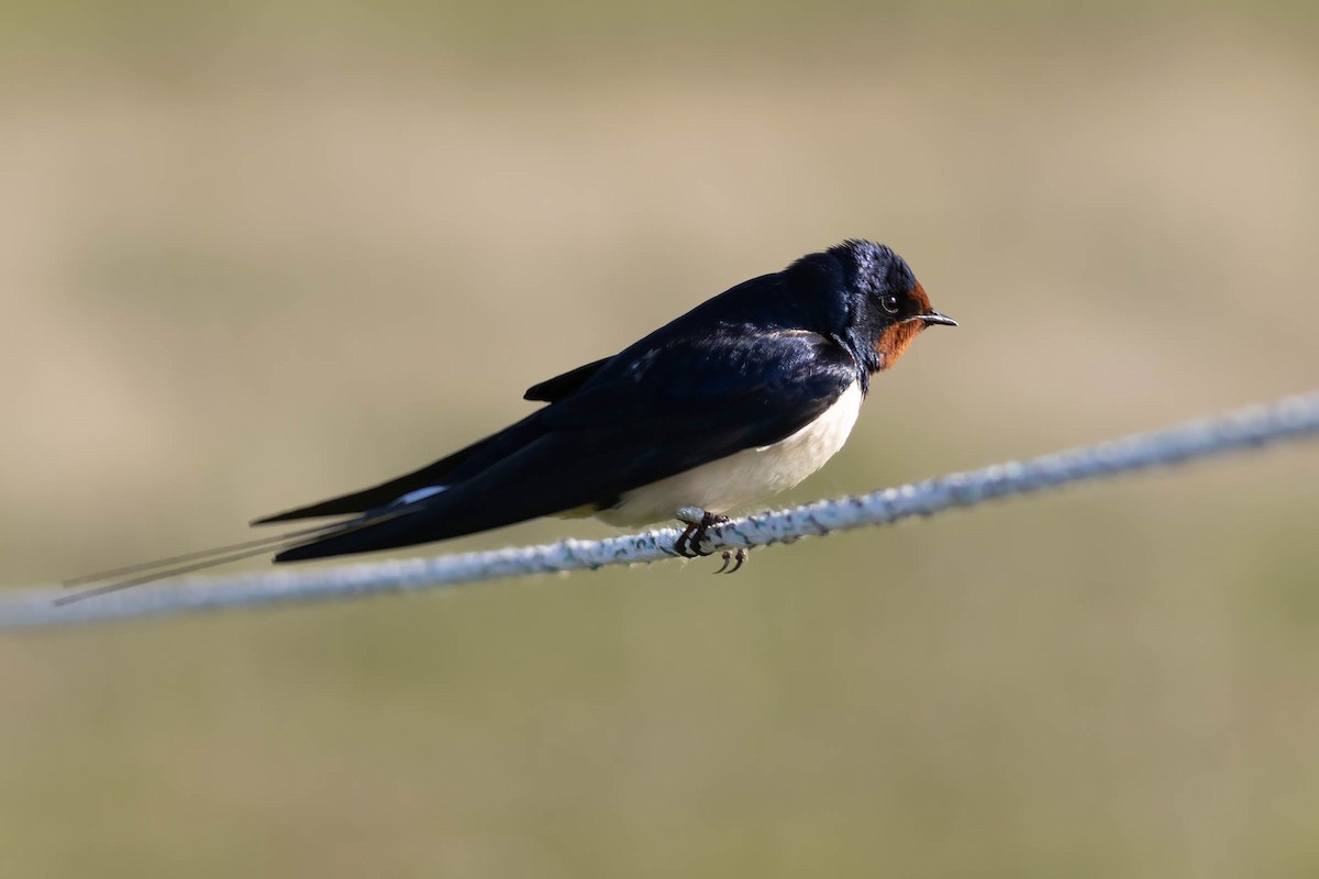 Barn Swallow - ML573584541
