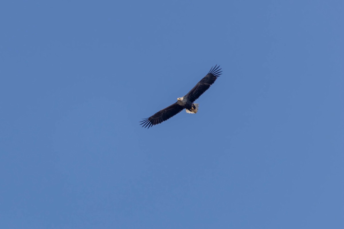 White-tailed Eagle - ML573585151