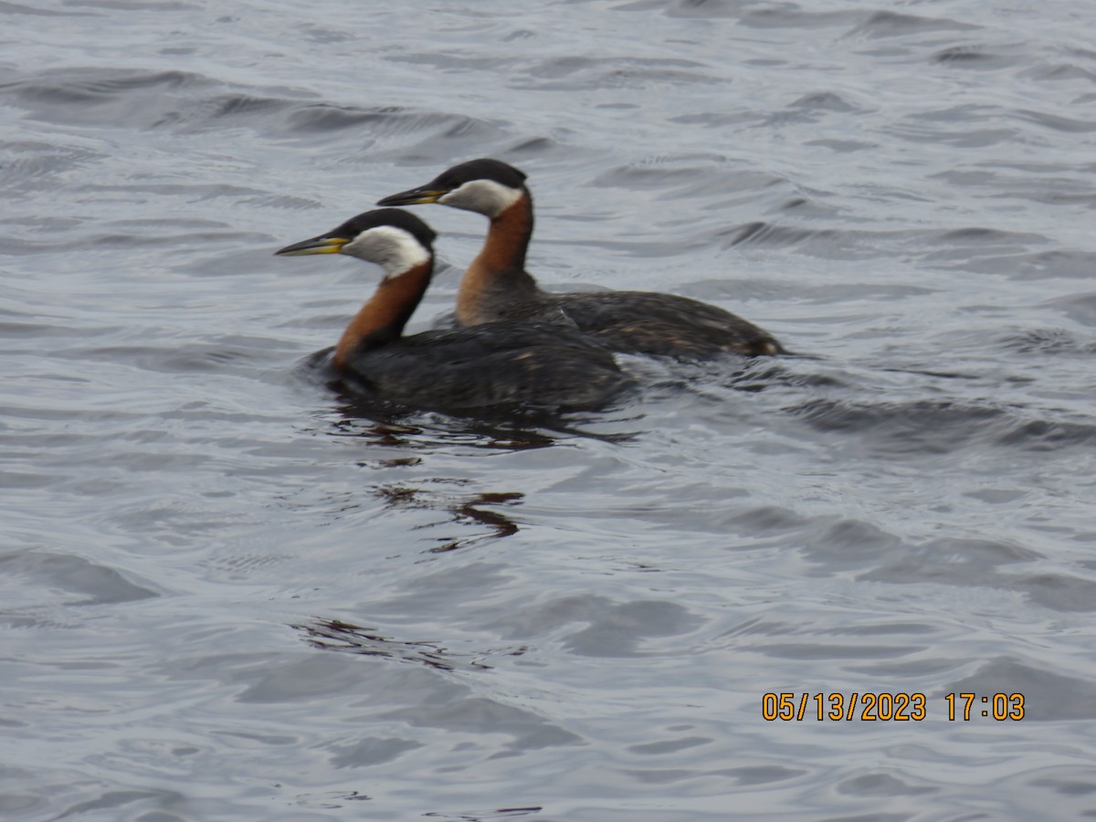 Red-necked Grebe - ML573586361