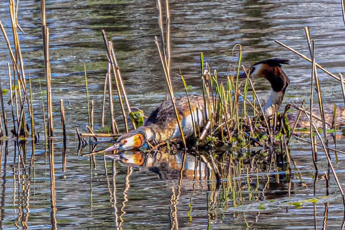 Great Crested Grebe - ML573587151