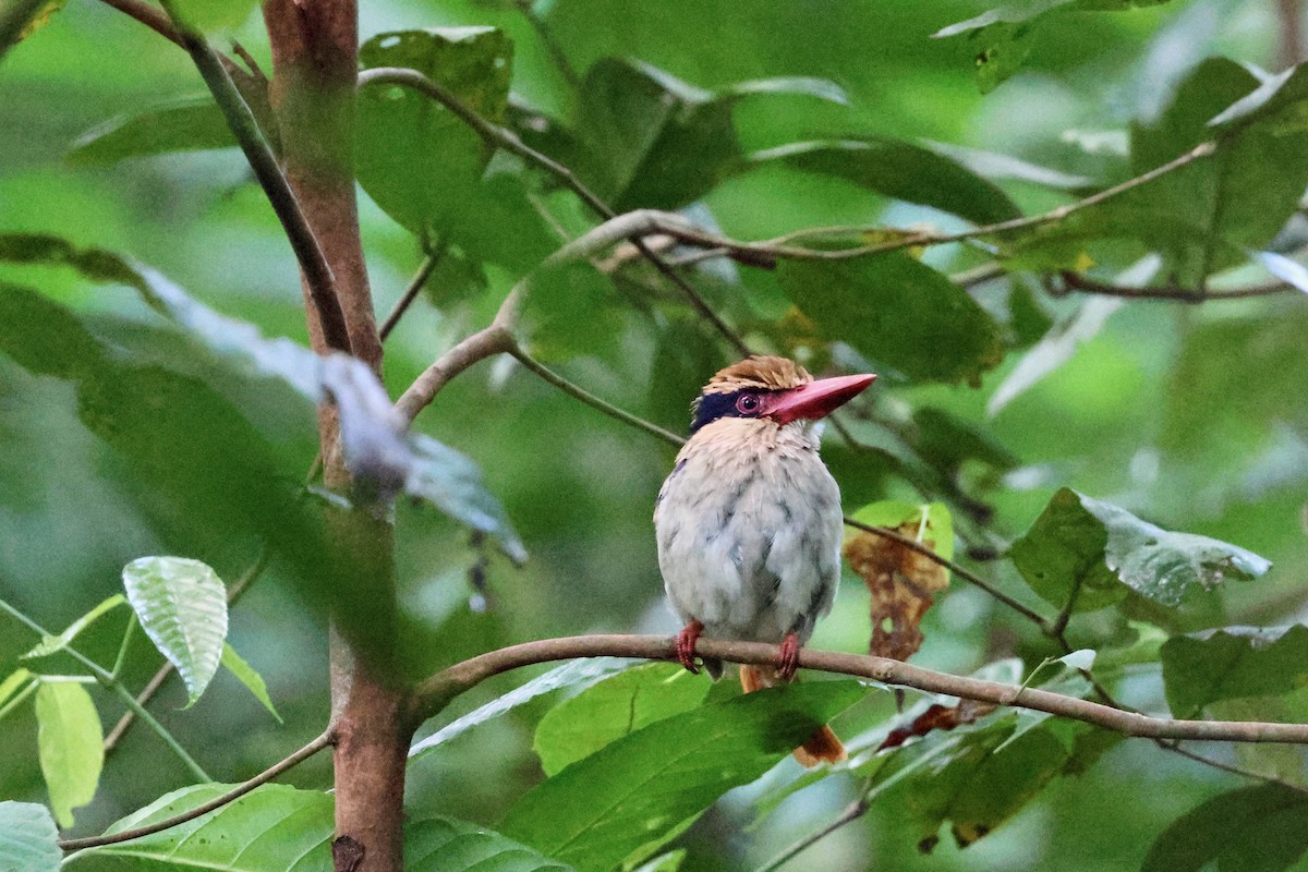 Sulawesi Lilac Kingfisher - ML573588281