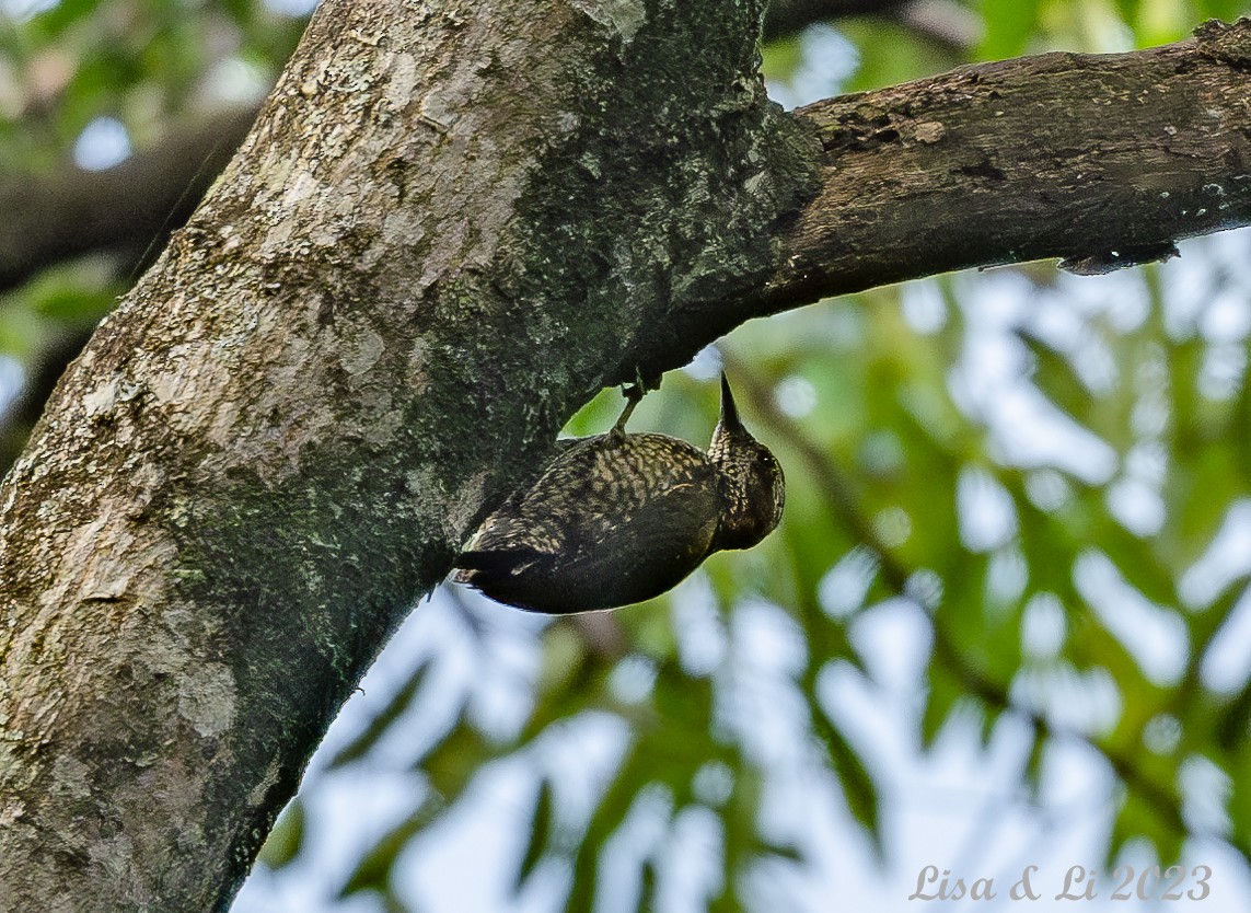 Brown-eared Woodpecker - ML573589281