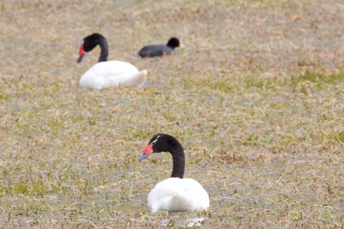 Black-necked Swan - ML573590971
