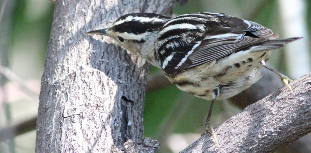 Black-and-white Warbler - ML57359251