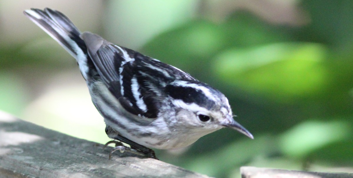 Black-and-white Warbler - Gary Leavens
