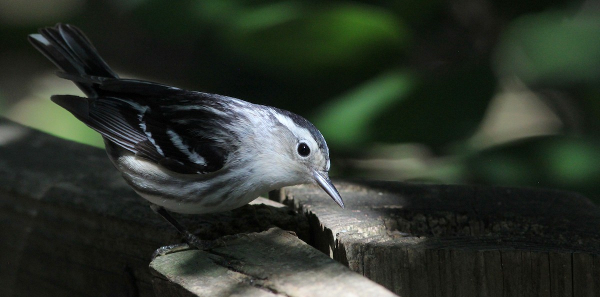 Black-and-white Warbler - ML57359291