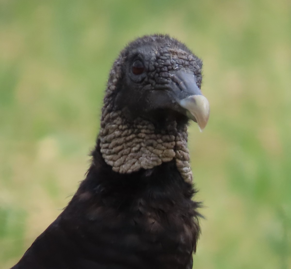 Black Vulture - Lawrence Zoller
