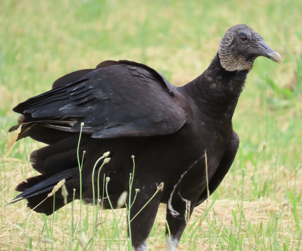Black Vulture - Lawrence Zoller