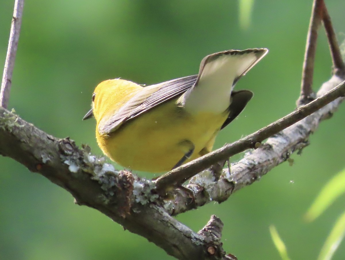 Prothonotary Warbler - Lawrence Zoller
