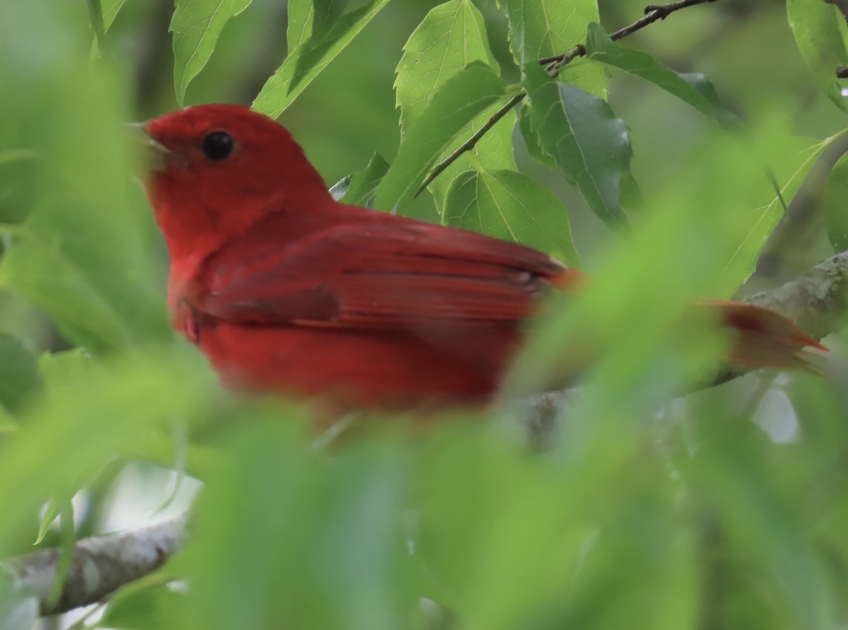 Summer Tanager - Lawrence Zoller