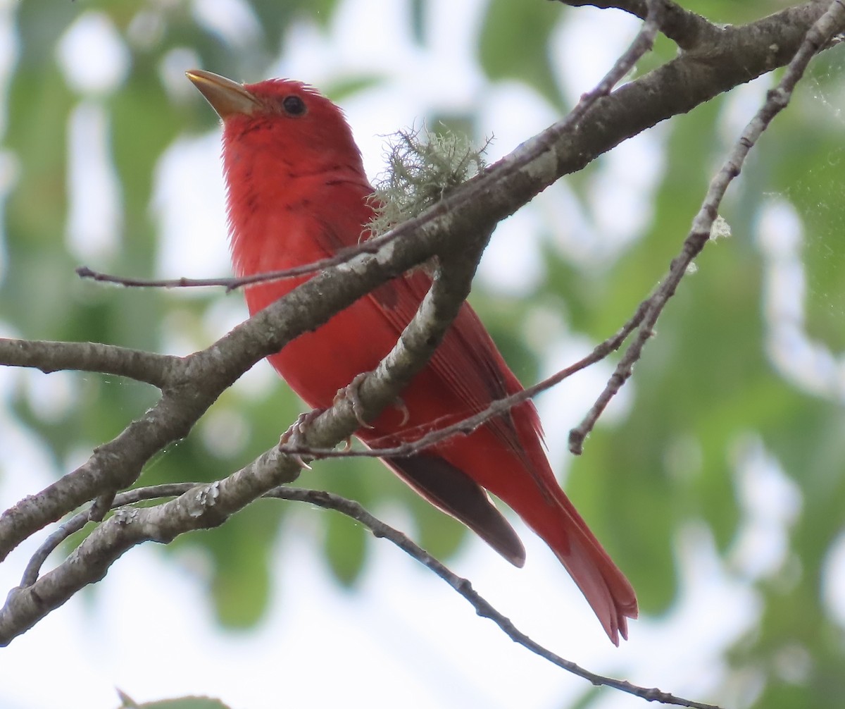 Summer Tanager - Lawrence Zoller