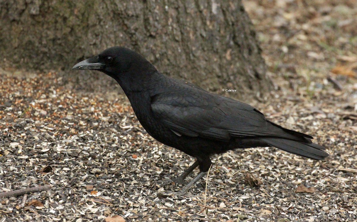 American Crow - ML57359671