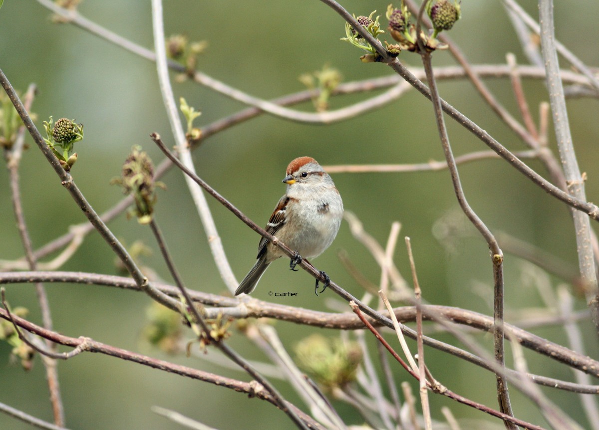 American Tree Sparrow - ML57359751