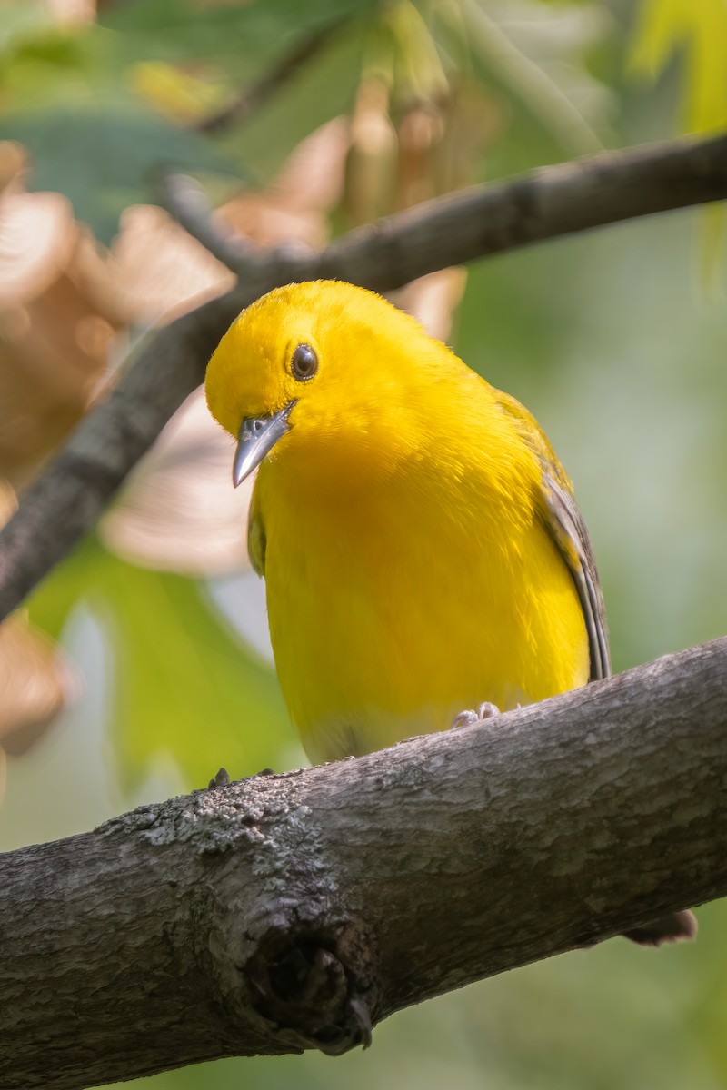 Prothonotary Warbler - ML573598731