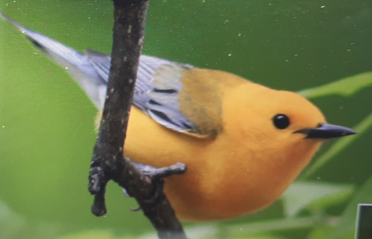 Prothonotary Warbler - ML573600831