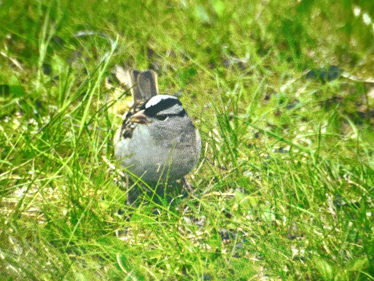 White-crowned Sparrow - ML573601201