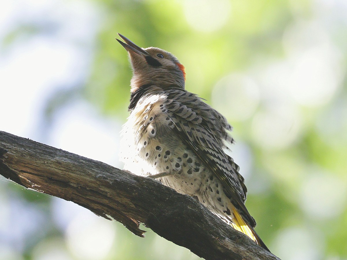 Northern Flicker (Yellow-shafted) - ML573601651