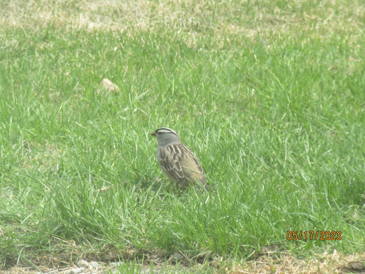 White-crowned Sparrow - ML573604001