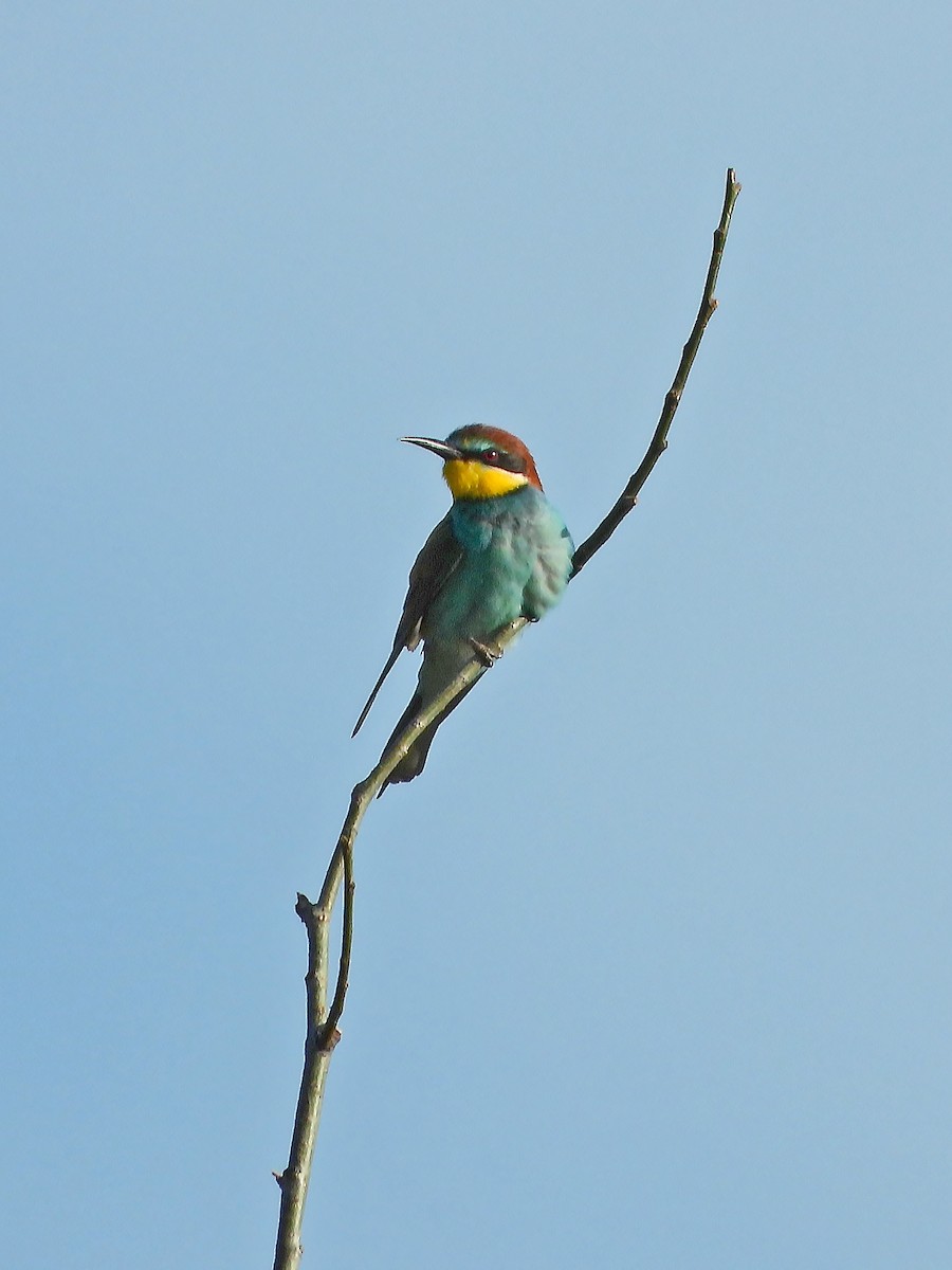 European Bee-eater - ML573612251
