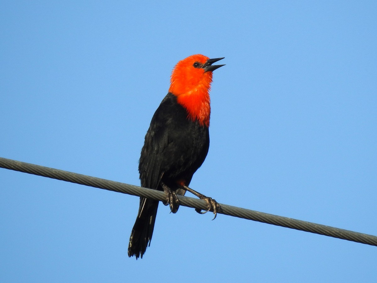 Scarlet-headed Blackbird - ML573621761