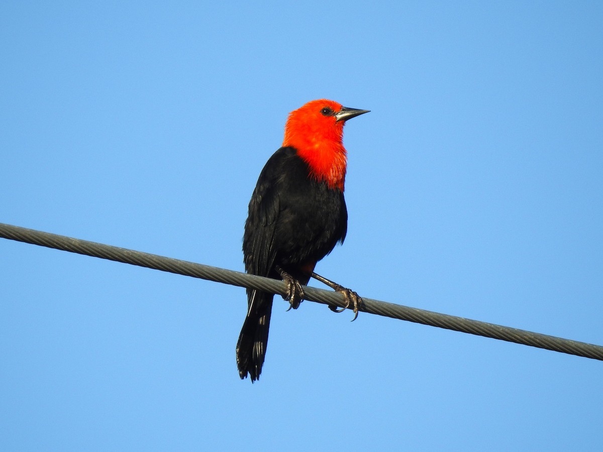 Scarlet-headed Blackbird - ML573621771