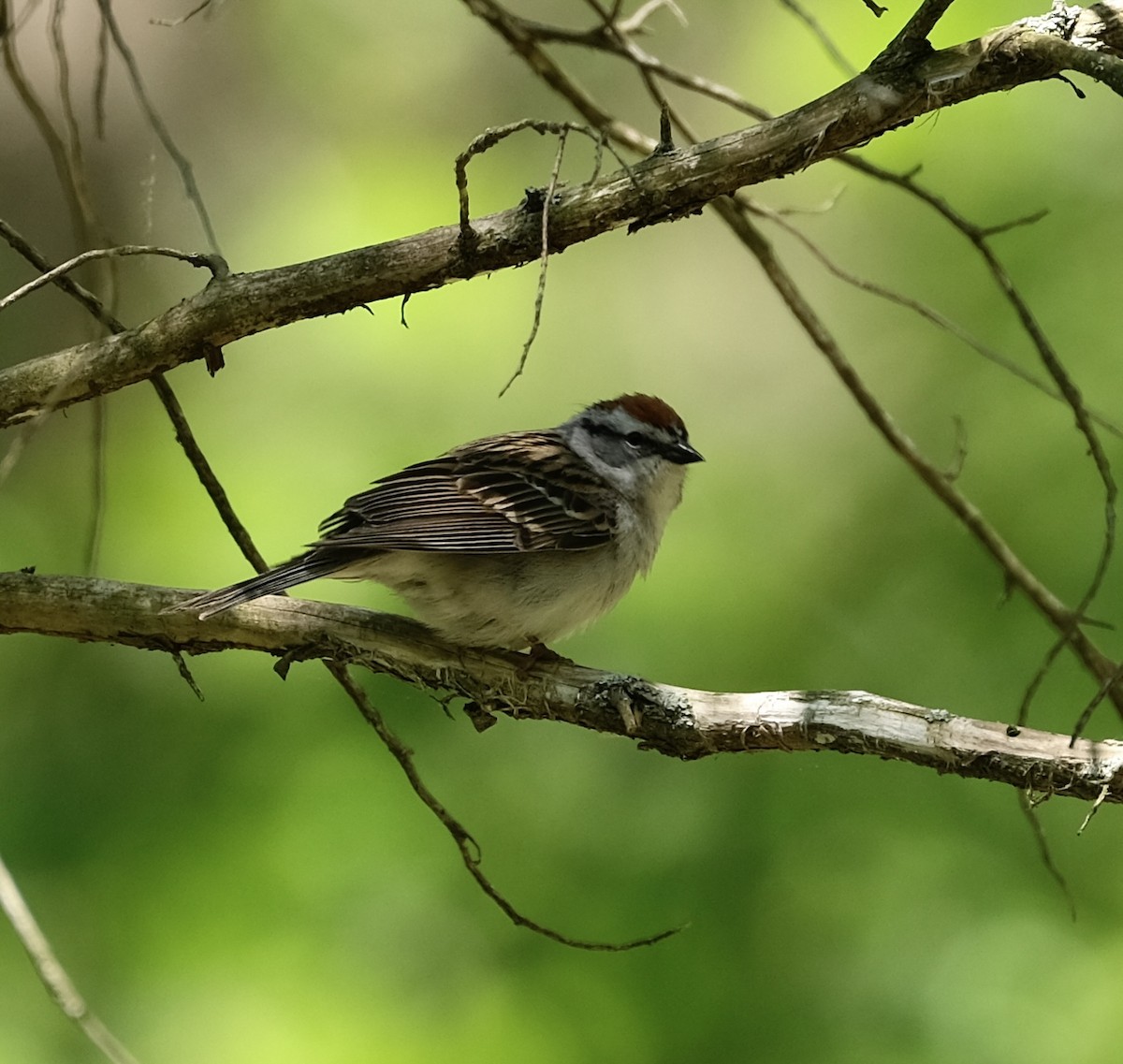Chipping Sparrow - ML573622491