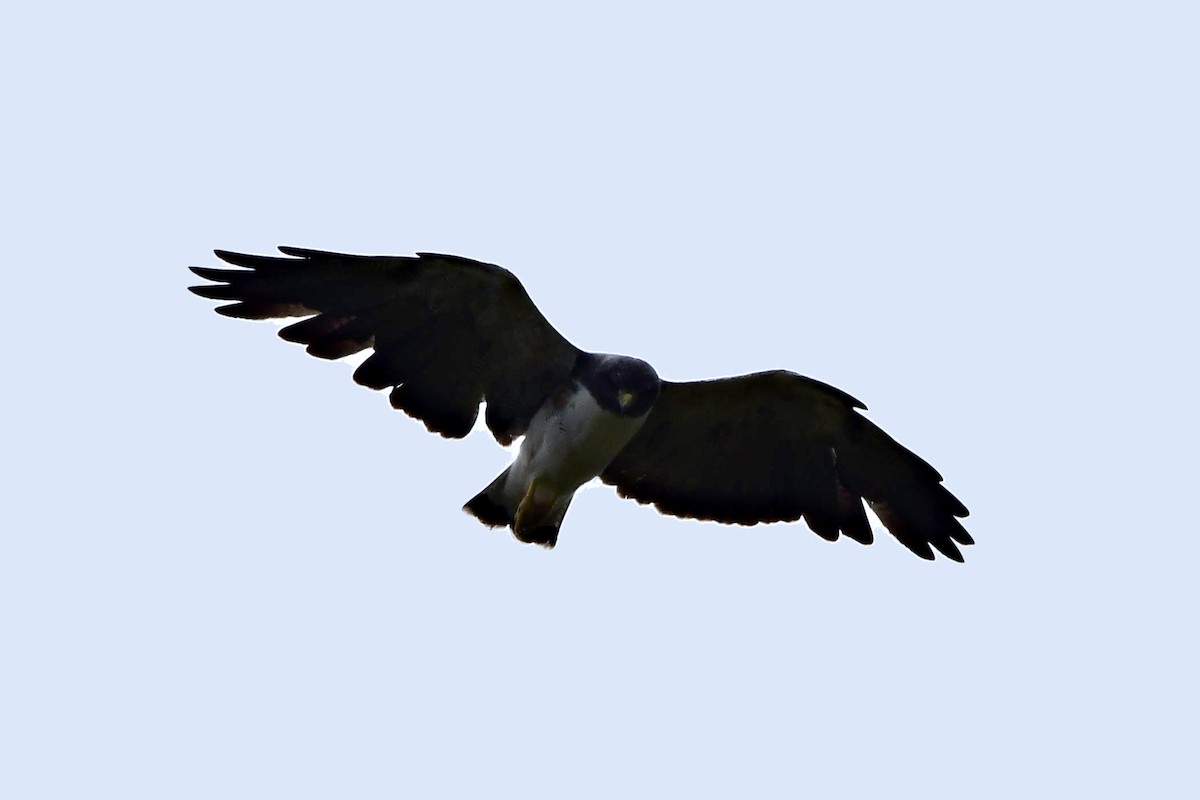 White-tailed Hawk - ML573623211