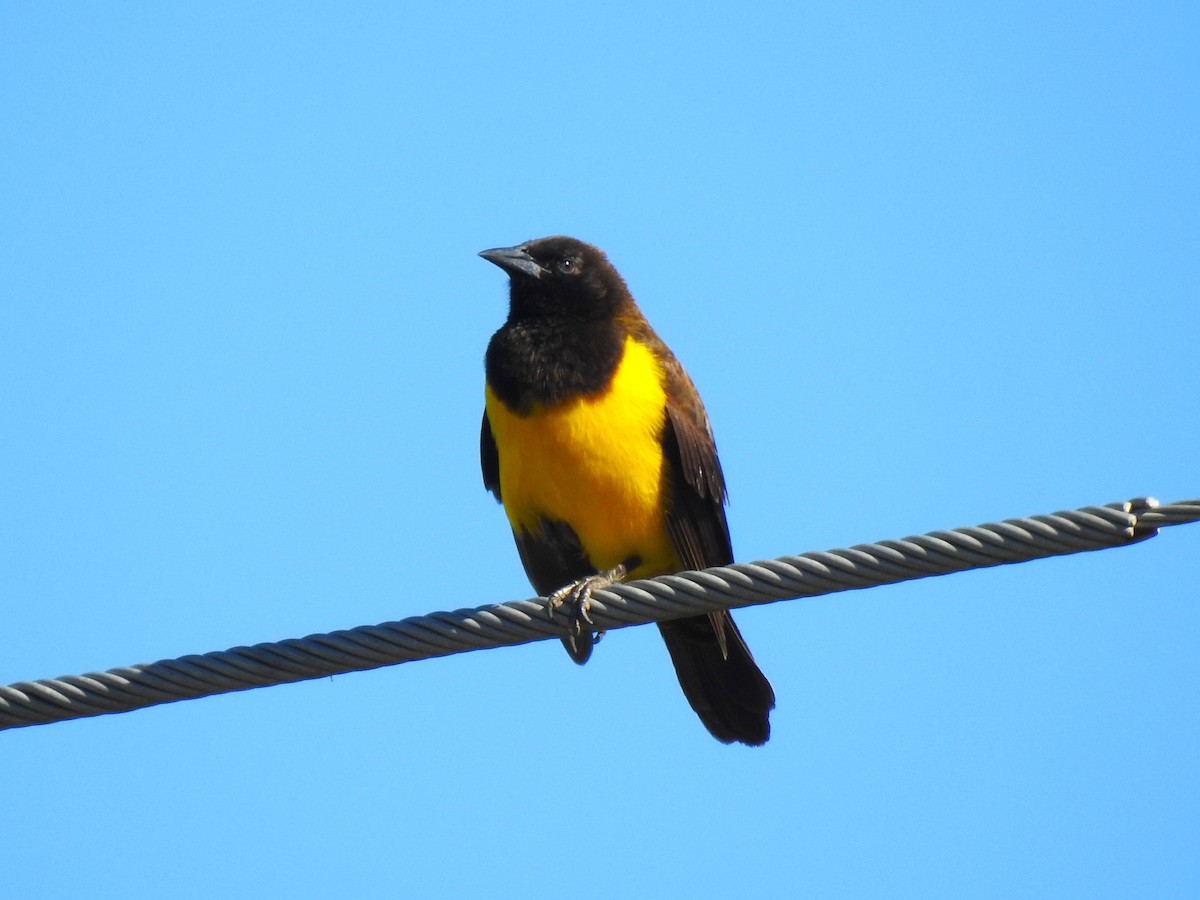 Yellow-rumped Marshbird - Ricardo Centurión