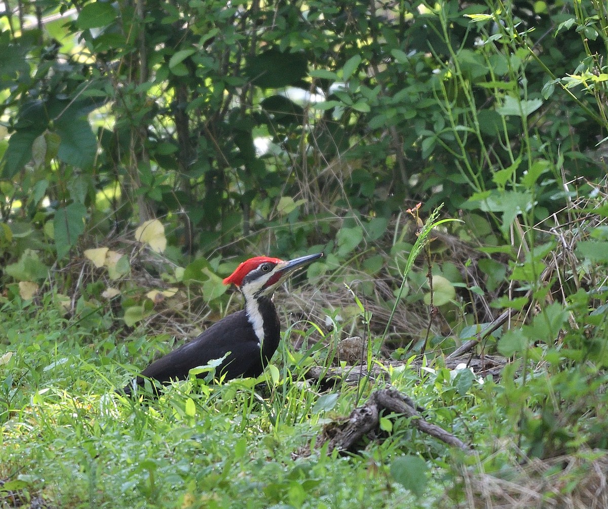 Pileated Woodpecker - ML573626191