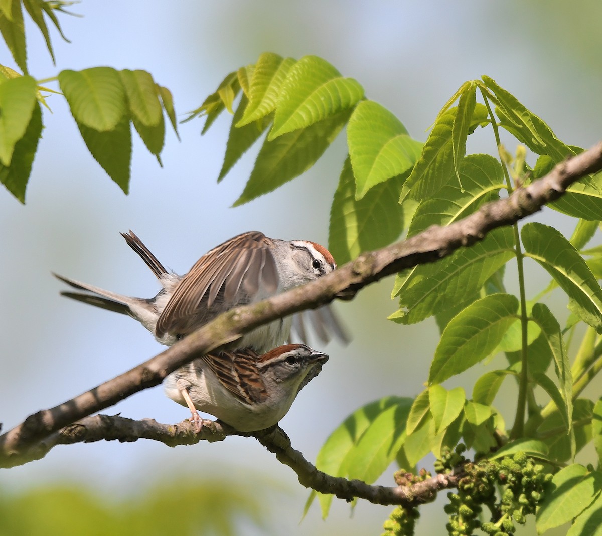 Chipping Sparrow - ML573626721
