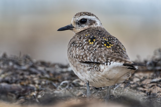 American Golden-Plover commencing First Prealternate Molt. - American Golden-Plover - 