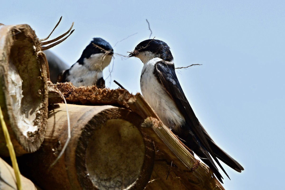 Blue-and-white Swallow - ML573630051